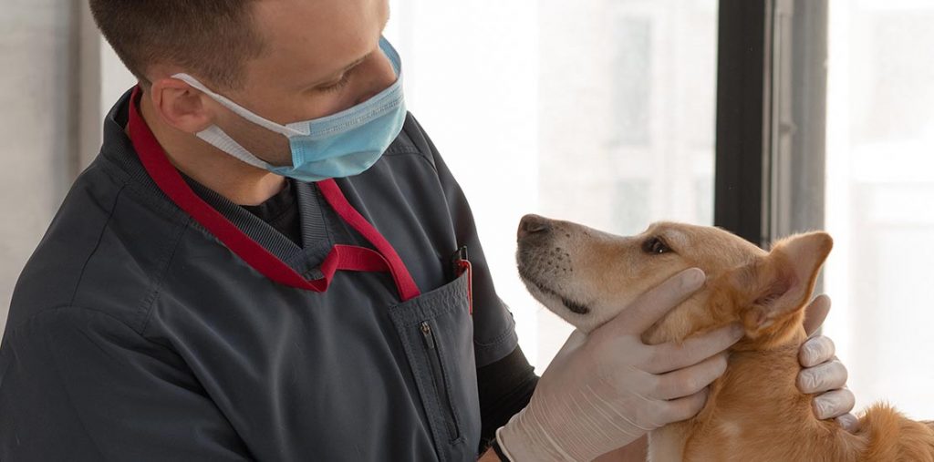 ¿Por qué estudiar Medicina Veterinaria? Estas razones te