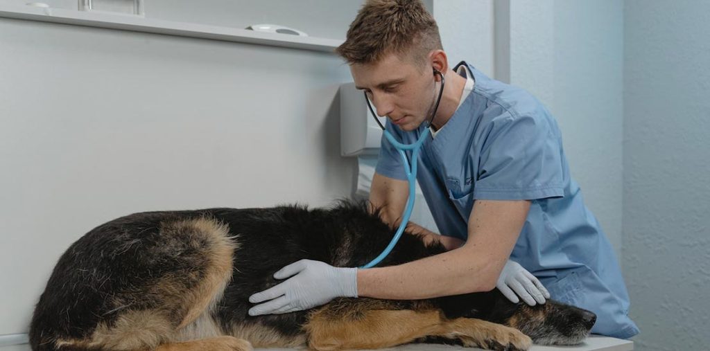¿Por qué estudiar medicina veterinaria?